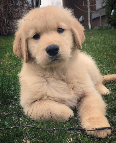 Prod�m zdrav�, o�kovan� a od�erven� �t��ata Zlat�ho retr�vra.  