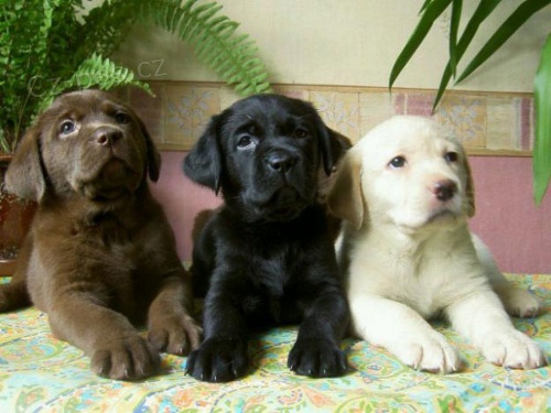 Prodám štěňata labradorského retrívra.