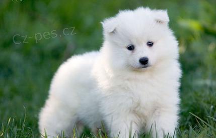 Veterinář schválila štěňata samojeda k adopci v Praze