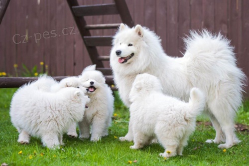Veterinář schválila štěňata samojeda k adopci v Praze
