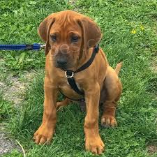 zlat ridgeback tata na prodej