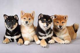 Shiba Inu štěňata