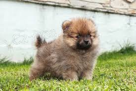 Pomeransk tata 