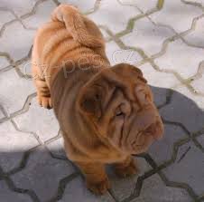 shar-pei štěňata k dispozici
