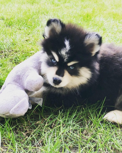 krásné Pomsky štěňata