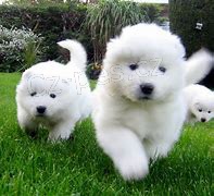 samoyed štěňata