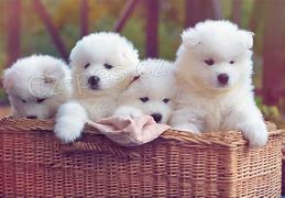 samoyed štěňata ;*