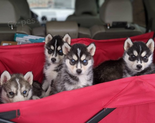 Registrovaná štěňata sibiřského husky.