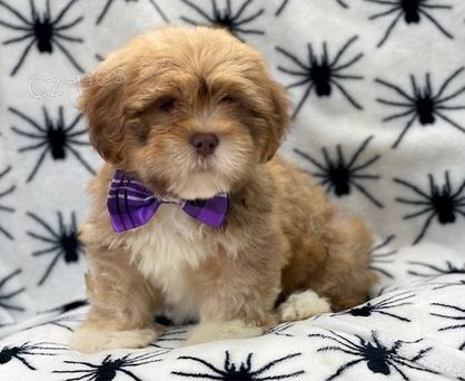 Rozkošná štěňata Lhasa Apso k adopci