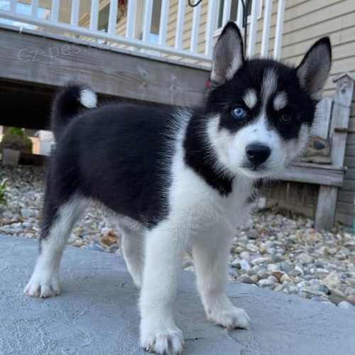 Krásné sibiřské husky štěňata.