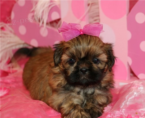 Rozkošná štěňátka shih-tzu