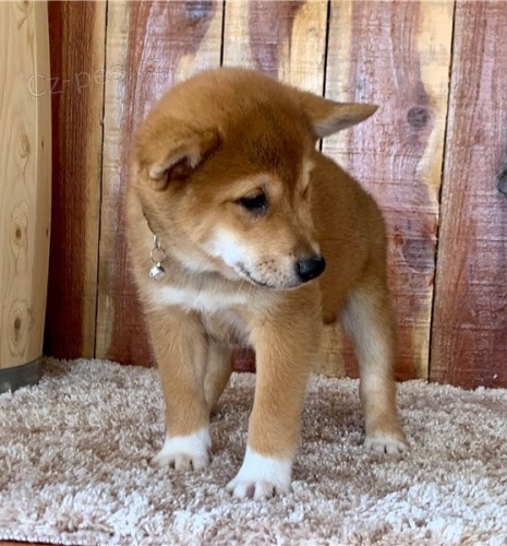 Roztomilá štěňátka shiba inu