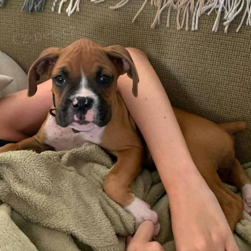 Rozkošné boxerské štěňata připravené k životu.