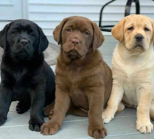Roztomilé štěňata labradorského retrívra.
