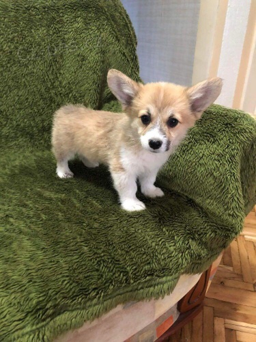 Pembroke Welsh Corgi štěňata.