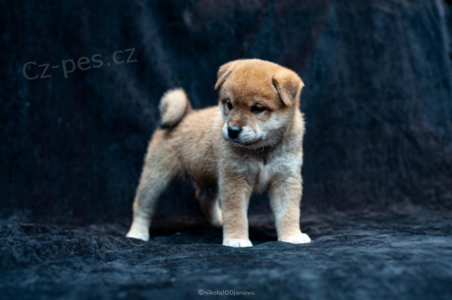Štěňata Shiba Inu.