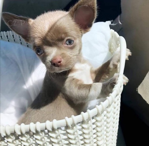 Chihuahua štěňata.