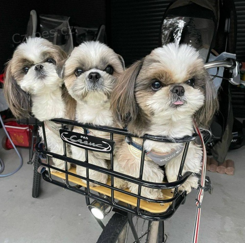 Hravá štěňátka Shih Tzu k adopci zdarma.