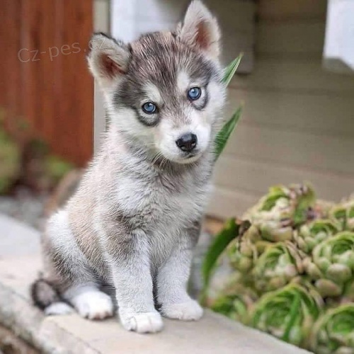 Štěňatasibiřského husky pro bezplatnou adopci. Štěňatasibiřského husky pro bezplatnou adopci.