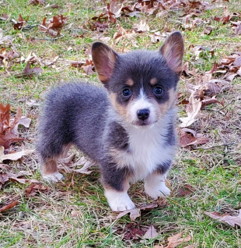 štěňata Pembroke Welsh Corgi na prodej.