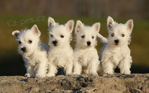 Prodám očkovaná štěňata West Highland White Terriers MiNI toy