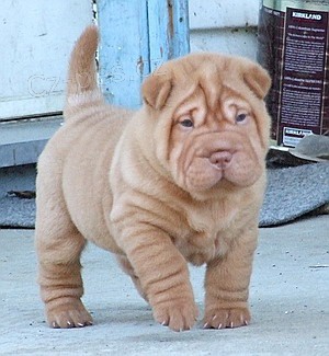 Čínská štěňata Shar-Pei