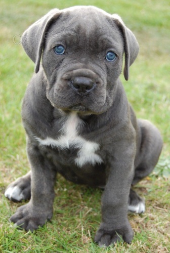 Prodám štěňata Cane Corso