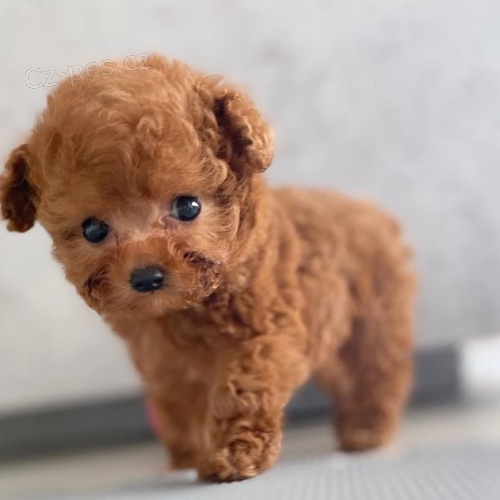 Prodám očkovaná a odčervená štěňata pudla TOY pejska a fenky.