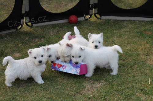 Prodám štěňata West Highland White Terriers