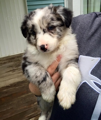Border kolie štěňátka k volnému adopci. Border kolie štěňátka k volnému adopci.