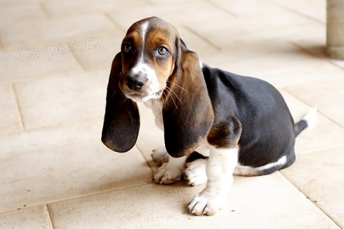 roztomilá štěňátka bassethounda k adopci