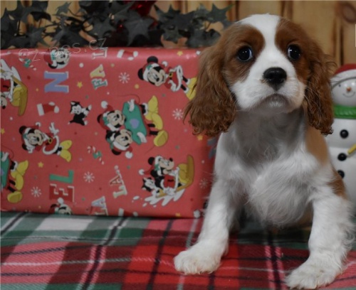 Štěňata Cavalier king charles spanel