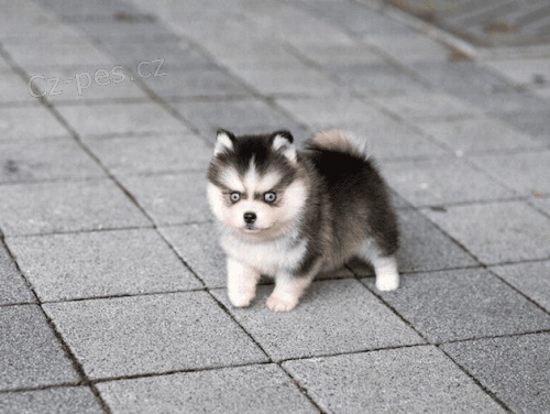hračka mini štěňata Pomskies na prodej (kříženec sibiřský husky a pomeranian)