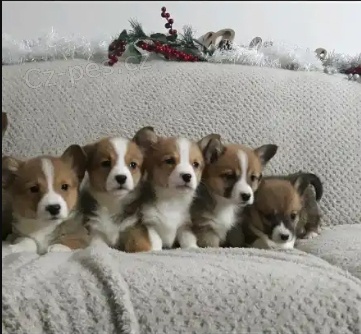 Štěňata Pembroke Welsh Corgi - Prodám
