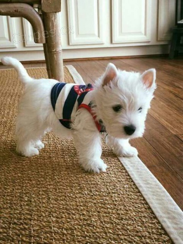 Prodám mini mini štěňata West Highland White Terriers