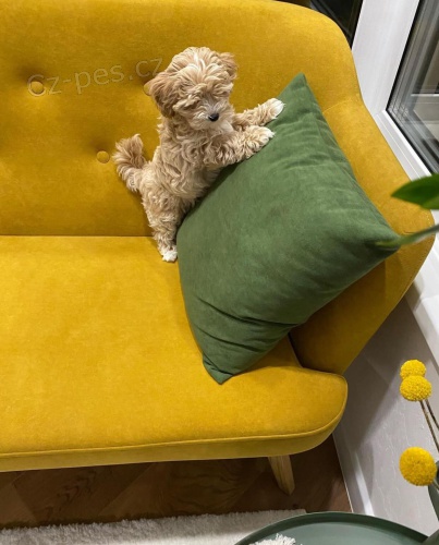 Nádherná štěňátka Maltipoo k adopci. Nádherná štěňátka Maltipoo k adopci.