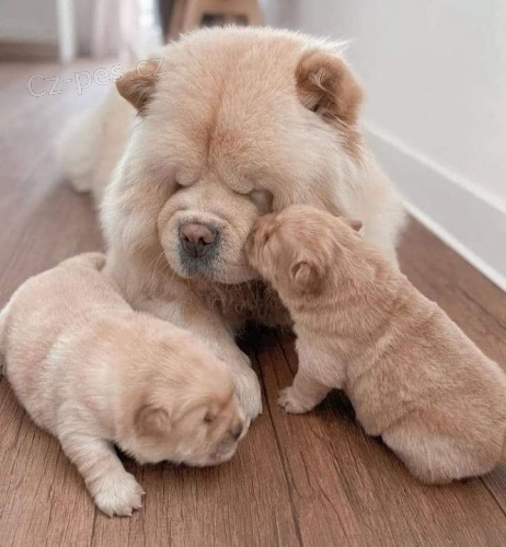 Nádherná štěňátka Chow Chow k adopci. Nádherná štěňátka Chow Chow k adopci.