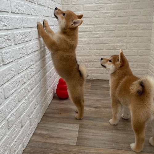 Jednoduchá domácí štěňata Shiba Inu. Štěňata odchovaná doma. Tato miminka jsou plně registrovaná a mají certifikát zdravotní záruky na 1 rok a jsou na všech svých aktuálních záběrech, se kterými budou přicházet.