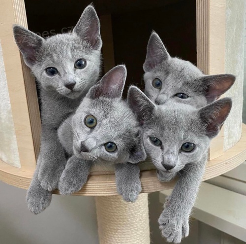 Prozradí ruská modrá koťata k adopci. Prozradí ruská modrá koťata k adopci.