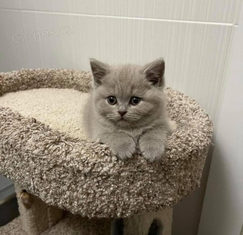 Britská krátkosrstá koťata k adopci. Britská krátkosrstá koťata k adopci.