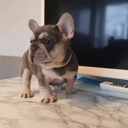 Zdravá štěňata Francouzského Buldočka zdarma k adopci