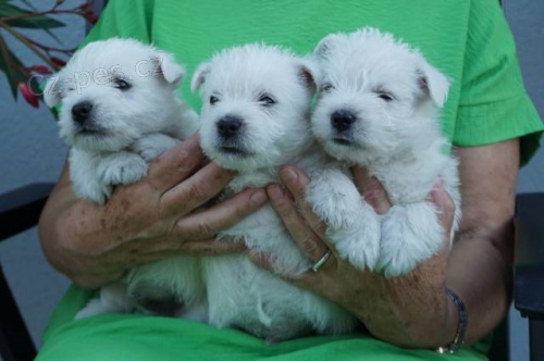 West highland white terrier/westík - štěňata