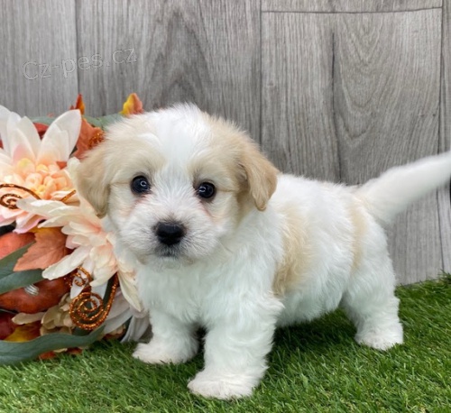 Prodám očkovaná štěňata Havanese mini fenka a pes.