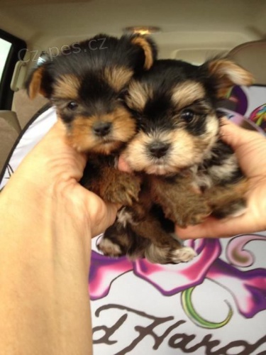 Prodám mini očkovaná štěňata yorkie.