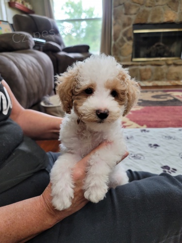 Prodám zdravá a krásná štěňata fenky LABRADOODLE.