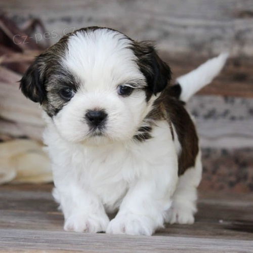 Prodám hygienicky a sociálně vyškolená štěňata SHIH TZU