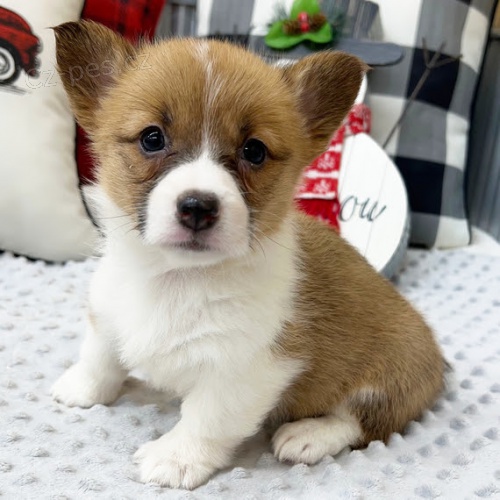 Prodám štěňata Pembroke Welsh Corgi.