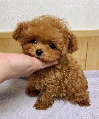 Prodám štěňata mini toy pudla