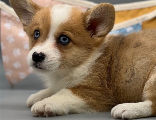 Corgi, Pembroke velšská štěňata k adopci