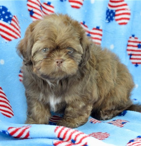 Rozkošná štěňátka shih-tzu